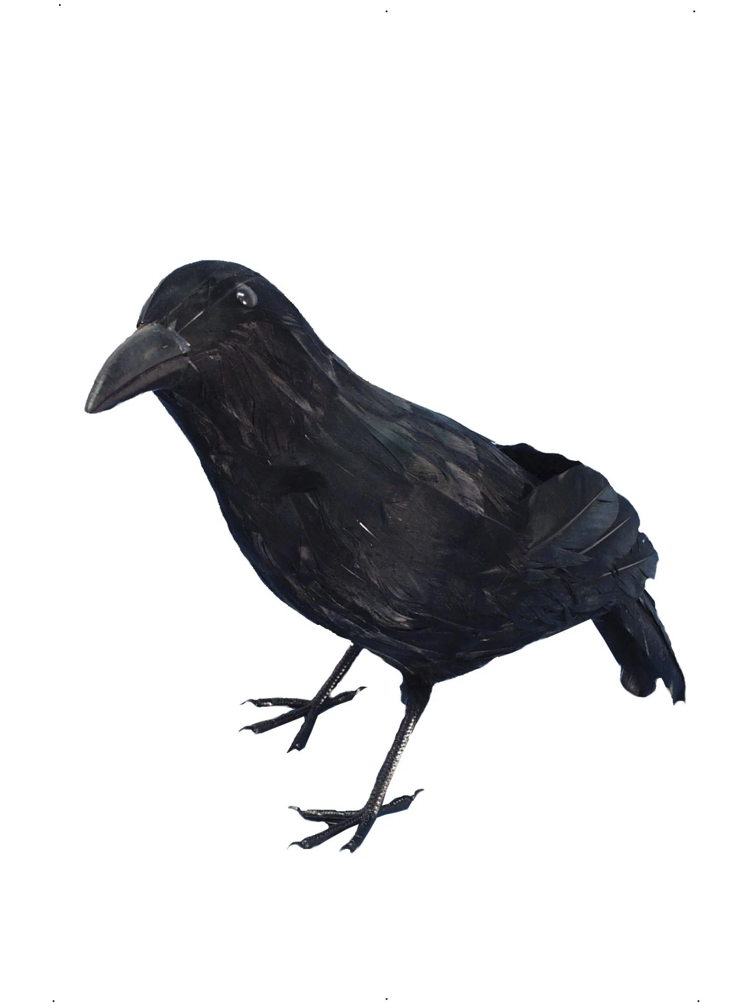 Crow, Black Wholesale